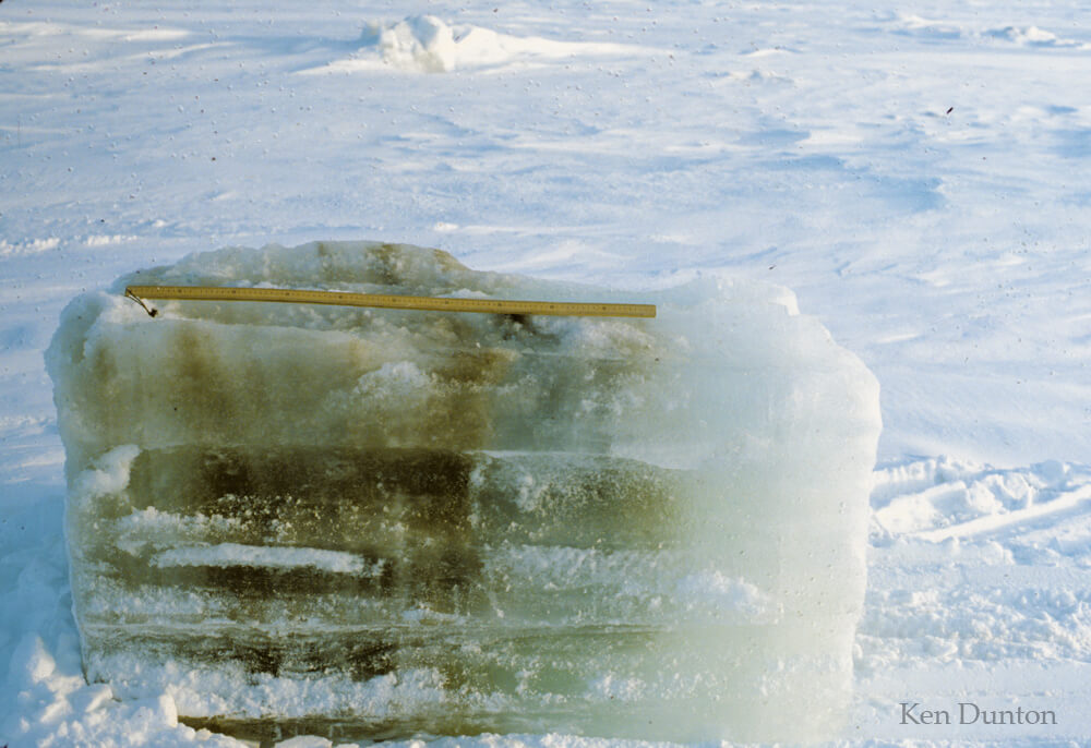Ice block showing entrainment of sediment particles in upper layers, bottom of ice formed later in winter free of sediment